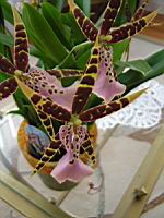 Cambria (2) (Photo F. Mrugala)